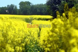 Pola rzepakowe na przedmieściach Krakowa