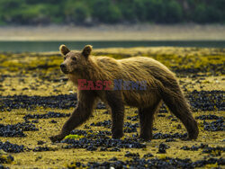 Design Pics/Alaska Stock Images