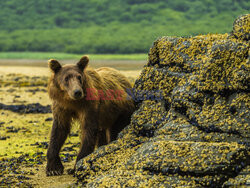 Design Pics/Alaska Stock Images