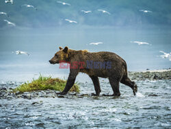 Design Pics/Alaska Stock Images