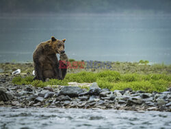 Design Pics/Alaska Stock Images