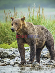 Design Pics/Alaska Stock Images