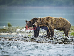 Design Pics/Alaska Stock Images