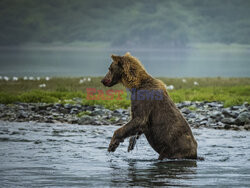 Design Pics/Alaska Stock Images