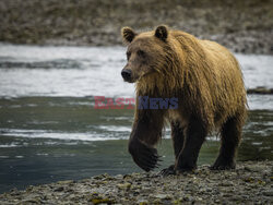 Design Pics/Alaska Stock Images