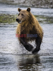 Design Pics/Alaska Stock Images