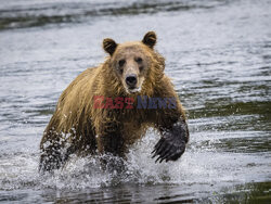 Design Pics/Alaska Stock Images