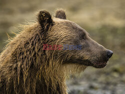 Design Pics/Alaska Stock Images