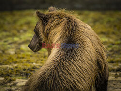 Design Pics/Alaska Stock Images