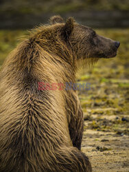 Design Pics/Alaska Stock Images