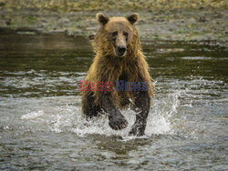 Design Pics/Alaska Stock Images