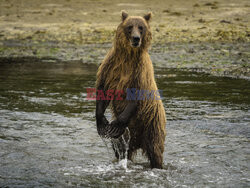 Design Pics/Alaska Stock Images