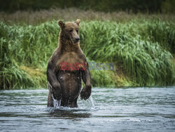 Design Pics/Alaska Stock Images