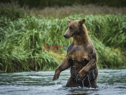 Design Pics/Alaska Stock Images