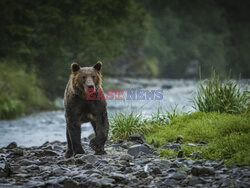 Design Pics/Alaska Stock Images