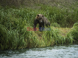 Design Pics/Alaska Stock Images