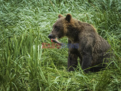 Design Pics/Alaska Stock Images