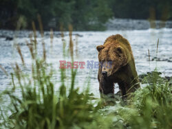 Design Pics/Alaska Stock Images