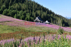 Polskie Tatry Albin Marciniak