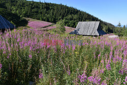 Polskie Tatry Albin Marciniak