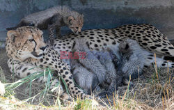 Młode gepardziątka w stuttgardzkim zoo