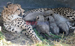 Młode gepardziątka w stuttgardzkim zoo