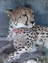 Młode gepardziątka w stuttgardzkim zoo