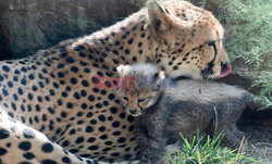 Młode gepardziątka w stuttgardzkim zoo