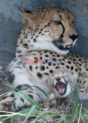 Młode gepardziątka w stuttgardzkim zoo