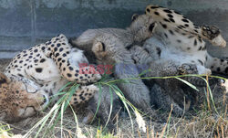 Młode gepardziątka w stuttgardzkim zoo