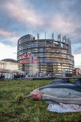 Protest Sea Shepherd przed Parlamentem Europejskim w Strasbourgu