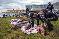 Protest Sea Shepherd przed Parlamentem Europejskim w Strasbourgu