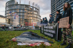 Protest Sea Shepherd przed Parlamentem Europejskim w Strasbourgu