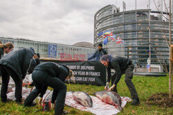 Protest Sea Shepherd przed Parlamentem Europejskim w Strasbourgu