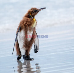 Pingwiny królewskie z Falklandów podczas pierzenia