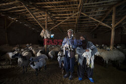 Hodowla owiec w Turcji
