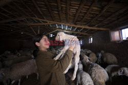 Hodowla owiec w Turcji