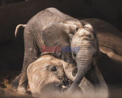 Słoniątko z matką