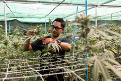 Plantacja marihuany w Tajlandii - Redux