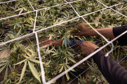 Plantacja marihuany w Tajlandii - Redux