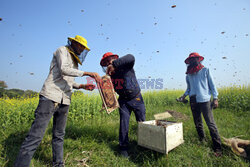Zbiory miodu w Bangladeszu