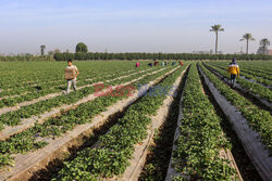 Zbiory truskawek w Egipcie
