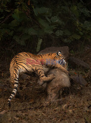 Tygrysica atakuje dzika