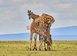 Nowo narodzona żyrafa z dorosłymi