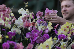 Festiwal Orchidei w Londynie