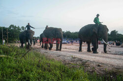 Poszukiwania zaginionych słoni