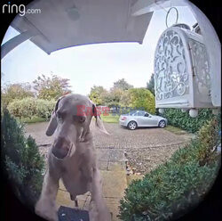 Pies dzwoni do drzwi