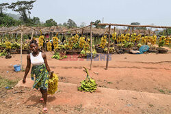 Targ z owocami na Wybrzeżu Kości Słoniowej