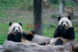 Pandy przy posiłku