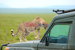 Bliskie spotkanie z gepardem